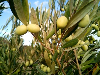 olives-1126320_1280